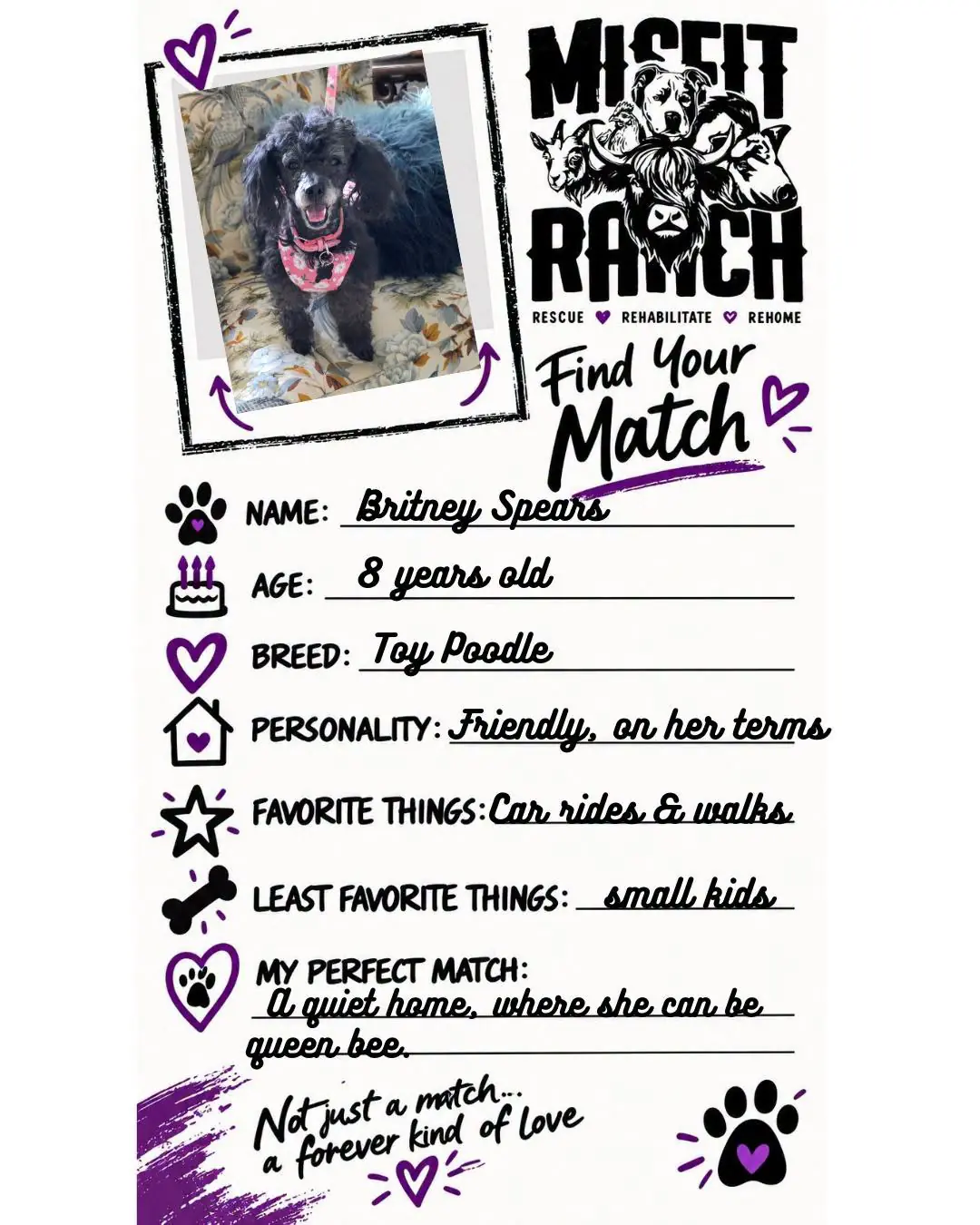Find Your Match card for Britney Spears, Toy Poodle. Personality: Friendly, on her terms. Favorite things: Car rides and walks. Least favorite: Small kids. Perfect match: A quiet home where she can be queen bee.