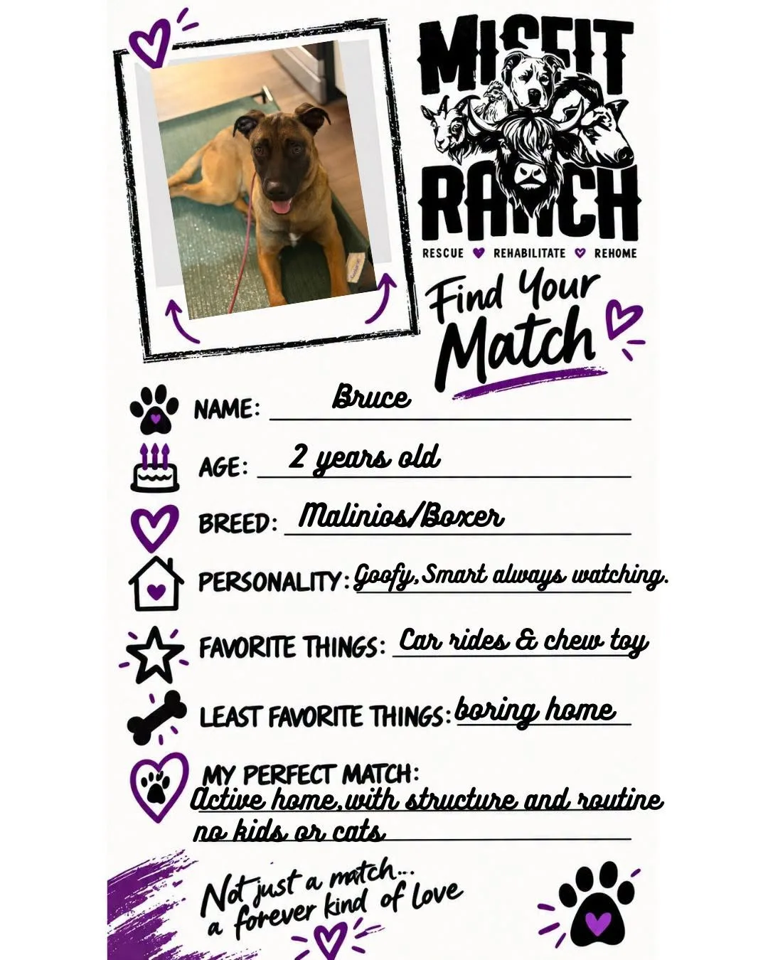 Find Your Match card for Bruce, Malinois/Boxer. Personality: Goofy, smart and always watching. Favorite things: Car rides and chew toy. Least favorite: A boring home with no adventures. Perfect match: A home with structure and routine. No kids or cats.