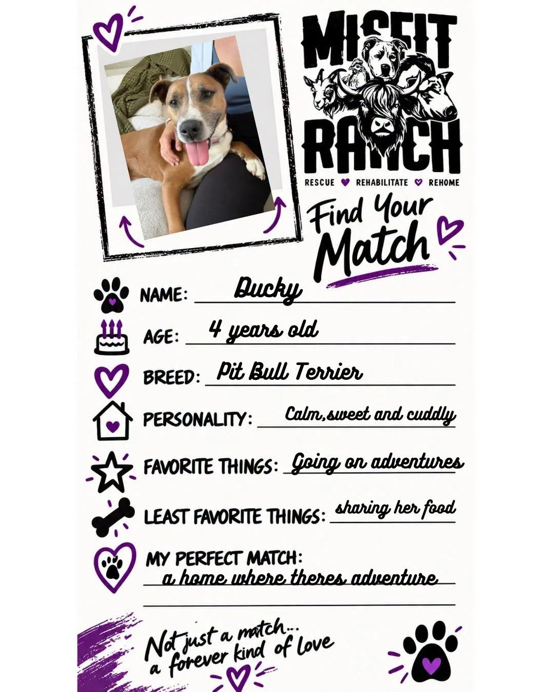 Find Your Match card for Ducky, Pit Bull Terrier mix. Personality: Calm, sweet and cuddly. Favorite things: Going on adventures and walks. Least favorite: Sharing her food and cats. Perfect match: A home where there's adventure and a big couch.