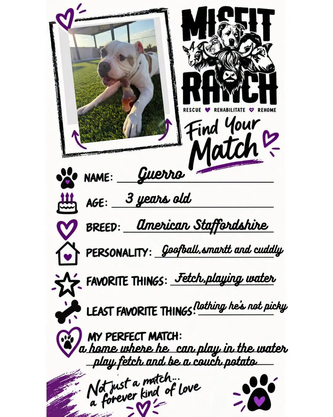 Find Your Match card for Guerro, American Staffordshire. Personality: Goofball, smart and cuddly. Favorite things: Fetch, playing in the water, couch potato. Least favorite: Nothing, he isn't picky. Perfect match: A home where he can play in the water, play fetch and be a couch potato.