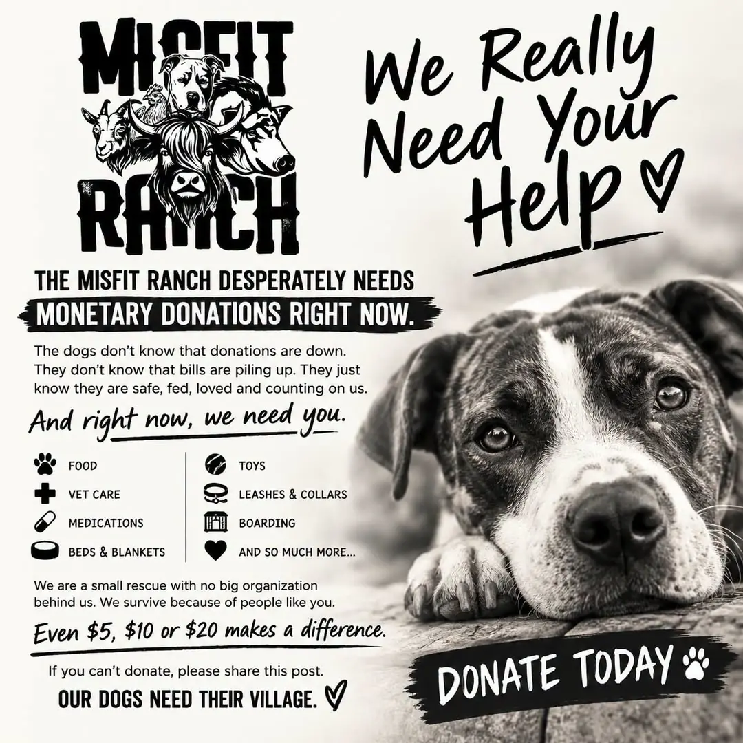 The Misfit Ranch flyer titled "We Really Need Your Help", with a dog resting its head on its paws, a list of needs (food, vet care, medications, beds & blankets, toys, leashes & collars, boarding, and so much more), and a "Donate Today" banner