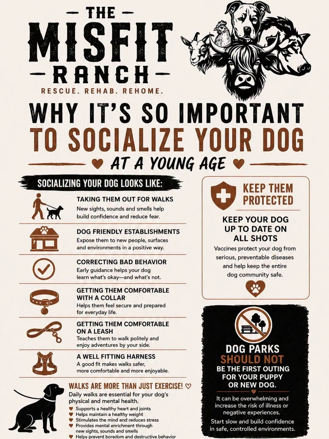 The Misfit Ranch infographic titled "Why It's So Important to Socialize Your Dog at a Young Age", listing walks, dog-friendly places, correcting behavior, and collar, leash and harness comfort, with reminders to keep vaccines current and that dog parks should not be a puppy's first outing